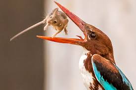 Kingfishers Eating mouse
